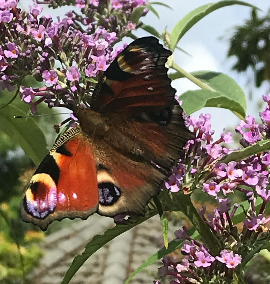 Random Acts of Kindness