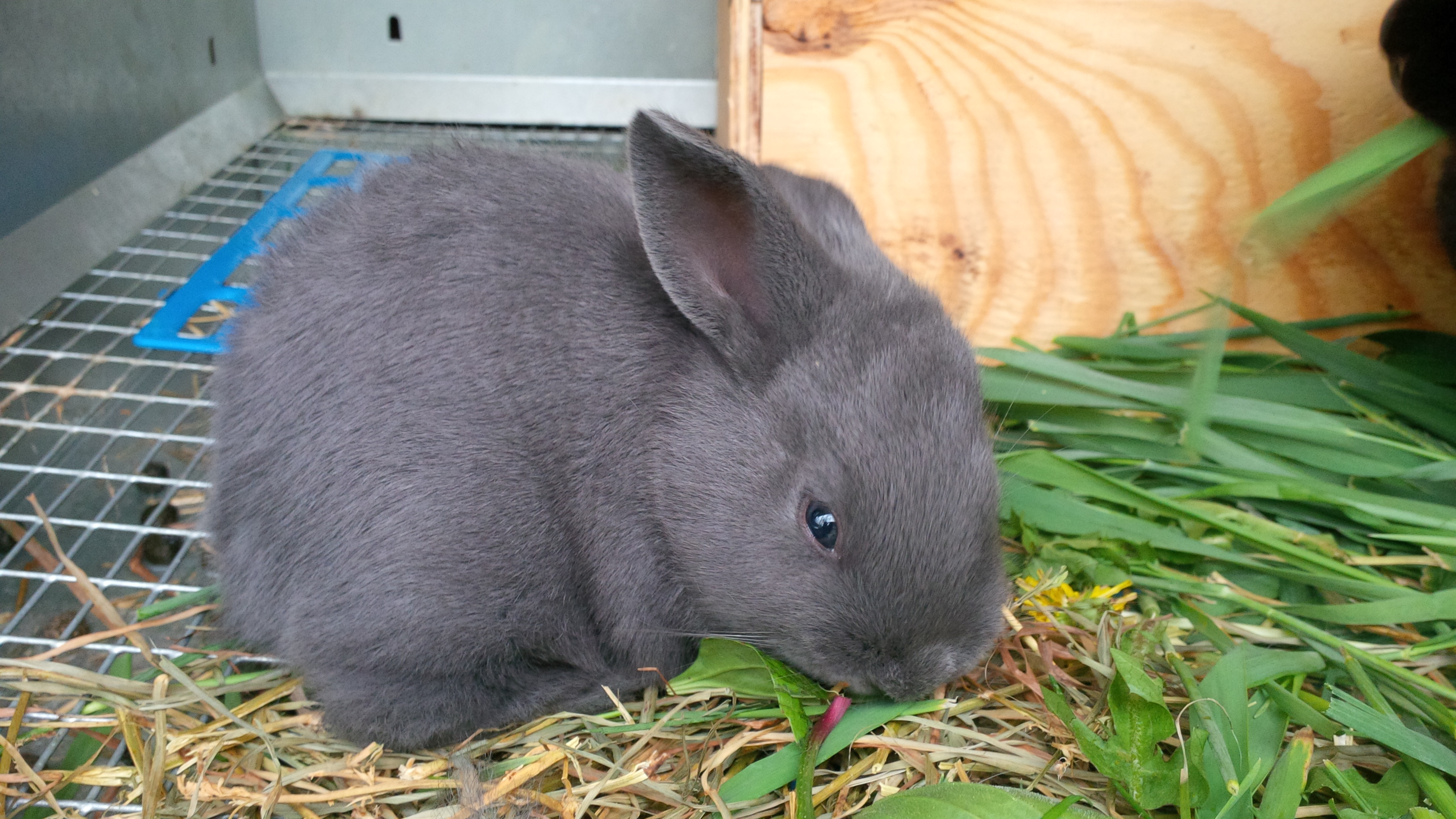 Home | Yankee Hill Rabbitry