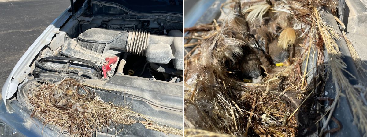 Pic of the Week: Western Bluebird Nest