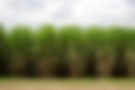 sugar cane.jpeg