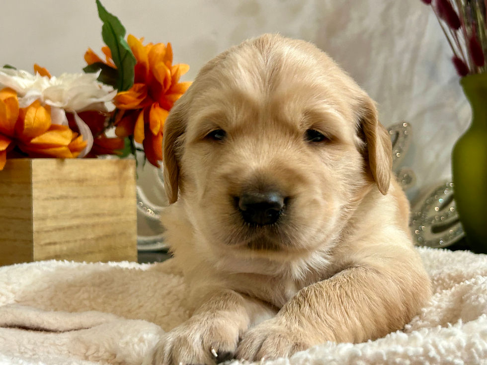 Thumbnail: Rufus 