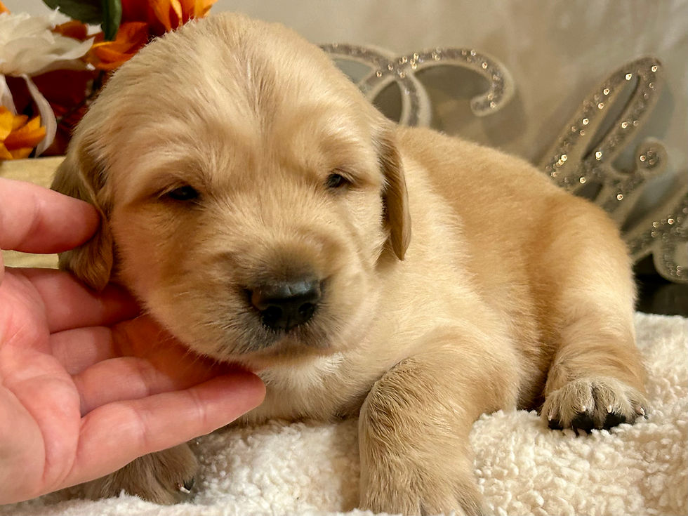Thumbnail: Rufus 