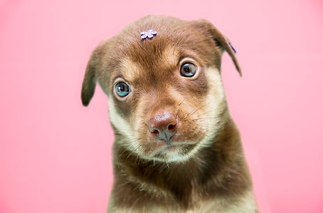 Ensaio Pet em studio. Filhote no studio foto pet. fotografia de animais