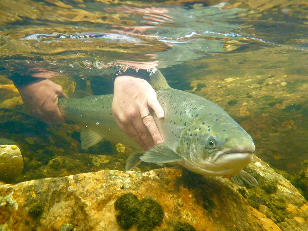 Atlantic Salmon Swimming