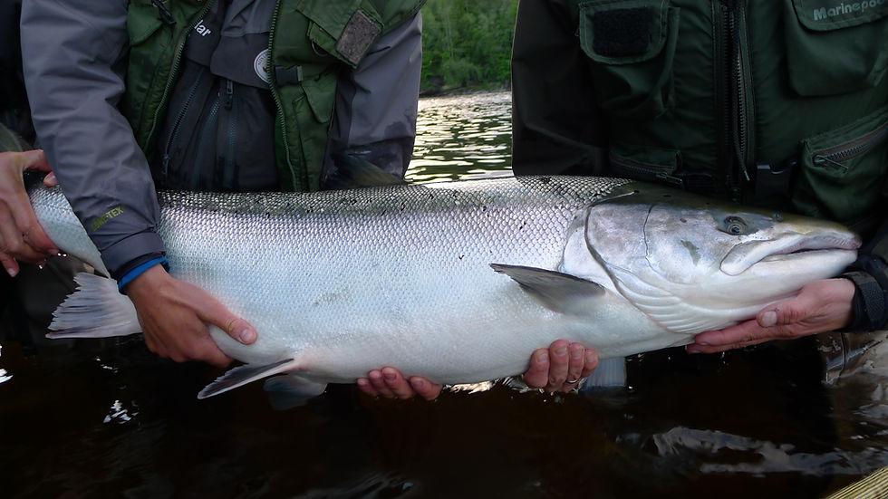 The Biggest Atlantic Salmon