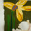 Thumbnail: Chrysanthemum and the daffodil