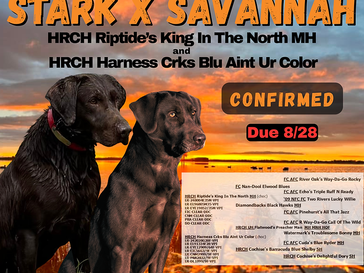 STARK x SAVANNAH.png