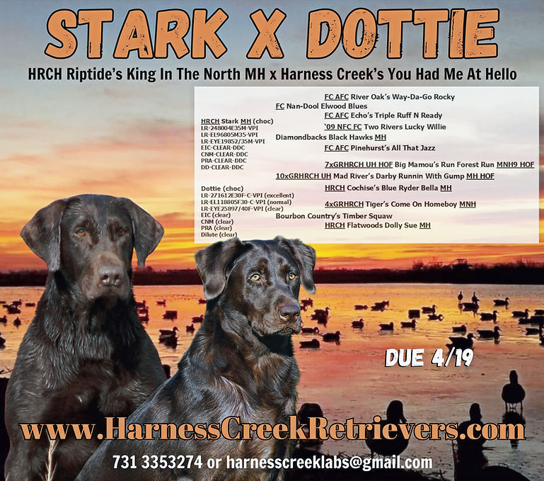 Stark x Dottie_edited.jpg