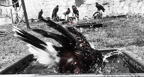 Képhren_bain.jpg