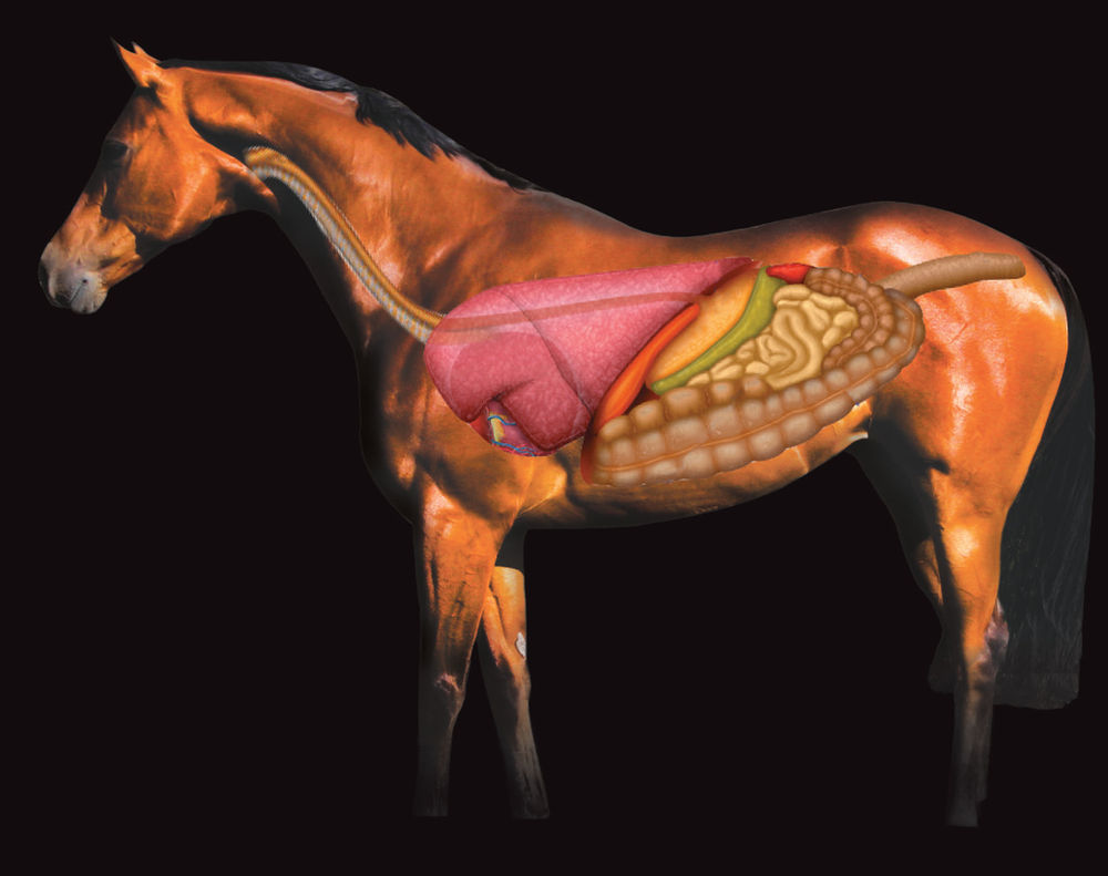 UNDERSTANDING FOUR BASIC PROCESSES TO A HEALTHY DIGESTIVE SYSTEM IN HORSES