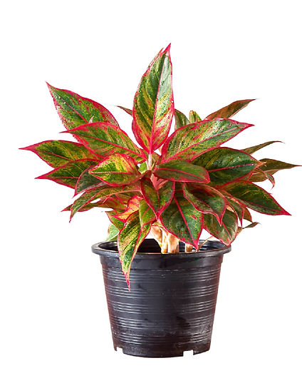 Aglaonema pink lipstick.jpg