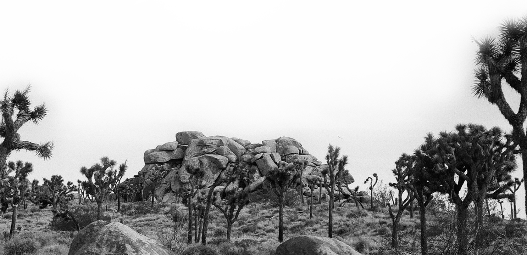 film portrait of Gabby Smarr of Foreverly Glad destination wedding photography in CA Joshua Tree National Park