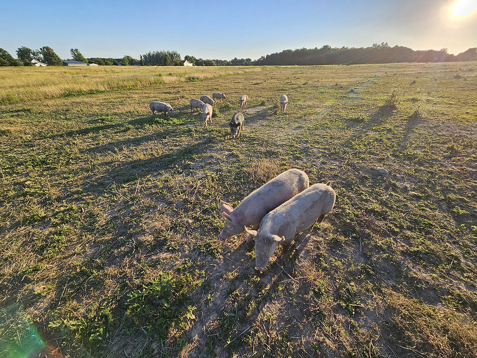image_2024-10-04_122604724.png