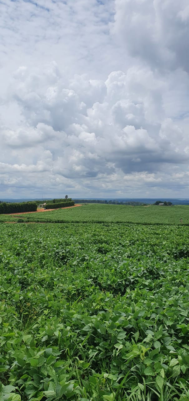 Miniatura: Fazenda próximo a Bauru