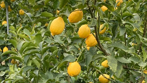 【広島県瀬戸田産無農薬レモン研修】