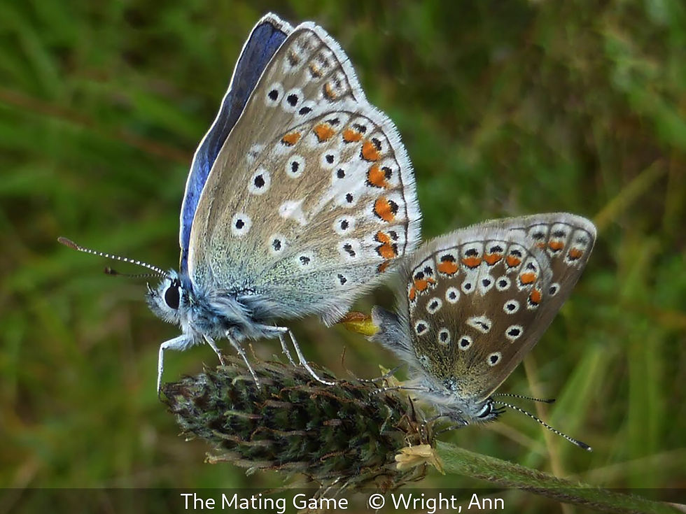 The Mating Game by Ann Wright_Second