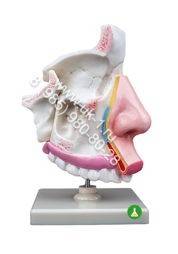 Модель Носоглотка человека