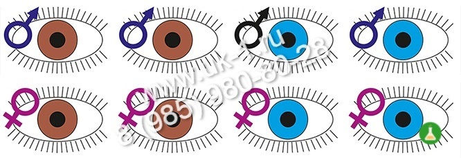 Модель-аппликация Генеалогический метод антропогенетики