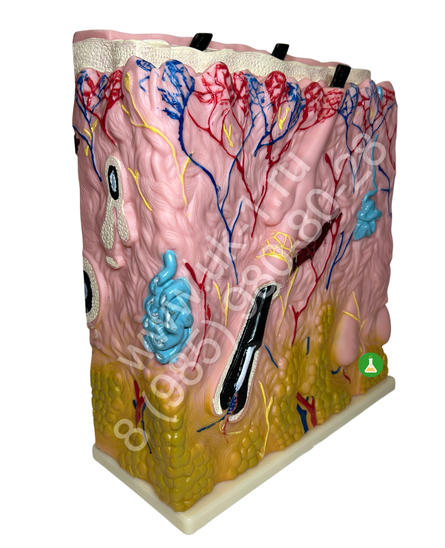 Миниатюра: Модель Кожа человека