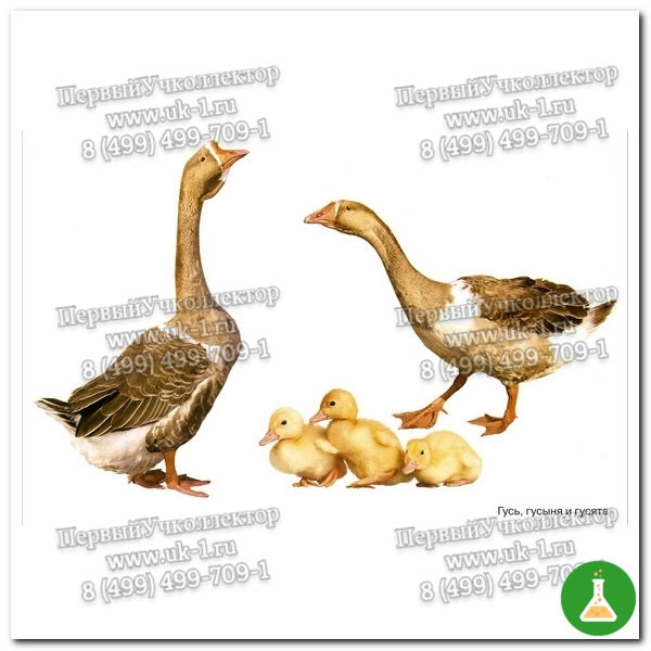 Комплект таблиц Птицы домашние дикие декоративные (15 шт. 400х600)