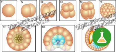 Модель-аппликация Размножение и развитие хордовых
