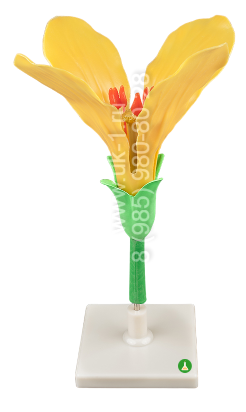 Модель Цветок капусты