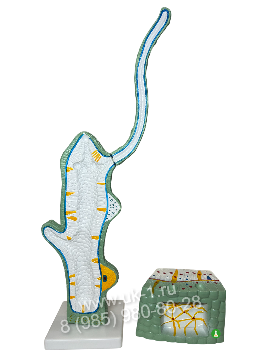 Модель Гидра