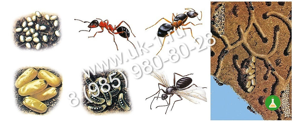 Модель-аппликация Муравьи. Устройство муравейника