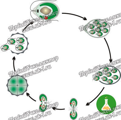 Модель-аппликация Размножение одноклеточной водоросли
