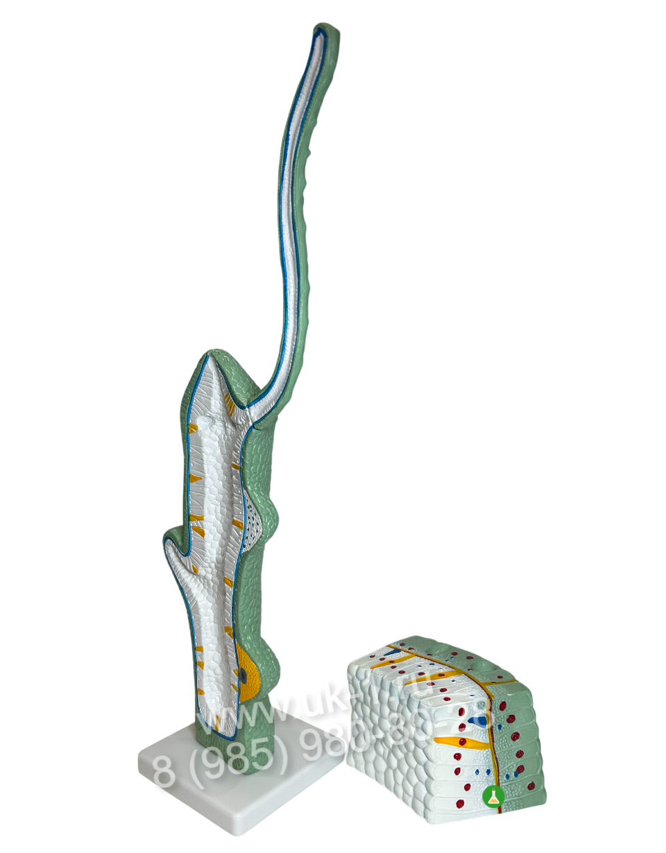Миниатюра: Модель Гидра