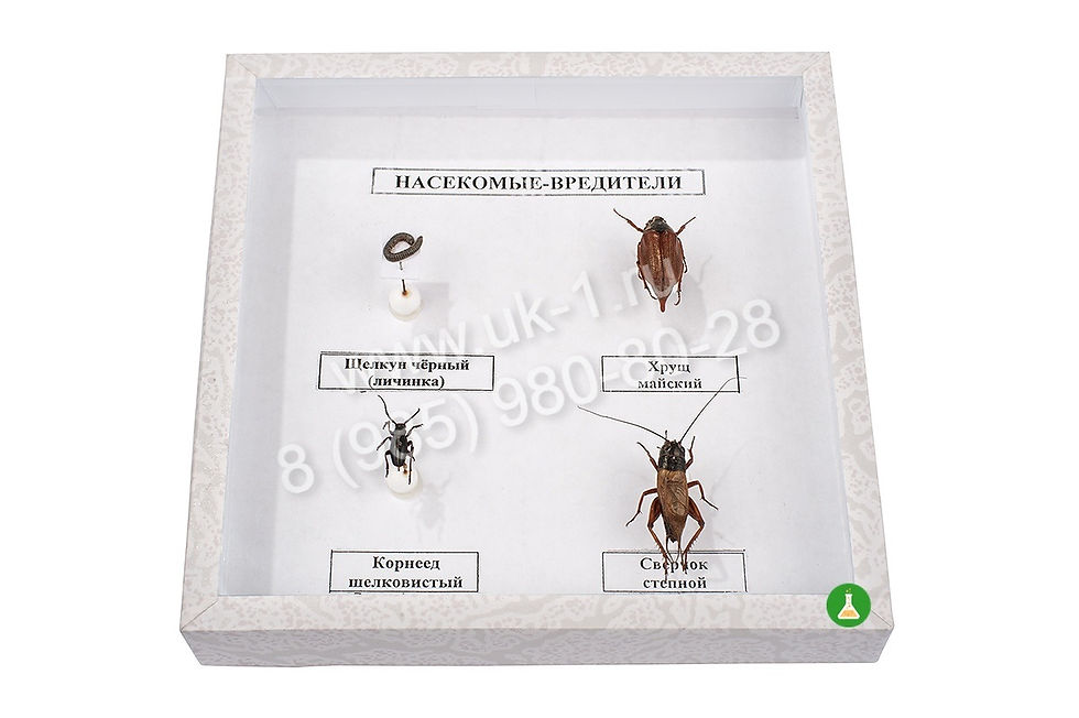 Коллекция Насекомые вредители