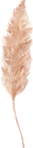 Pampas grass05.png