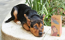 Eco Dog poop Bag 2A3A8455.jpg