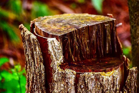 tilt-shift-photo-of-log-905614 (3).jpg
