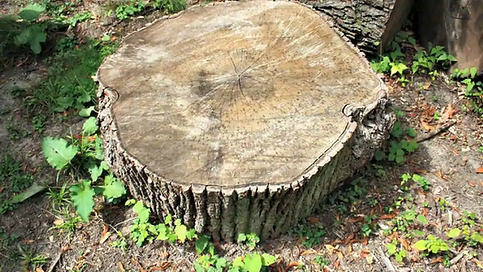 tree-stump.webp