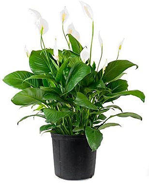 Spathiphyllum.jpeg
