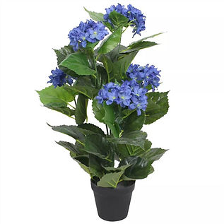 Hydrangea plant