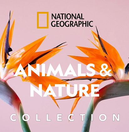 animals.jpg