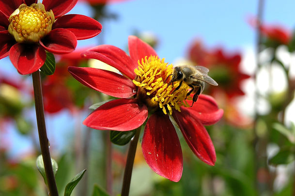 bee-on-a-flower-1382711-1920x1280.jpg