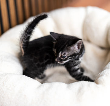Hochwertige Bengal-Katze mit markanten Rosetten und lebendigen Farben.