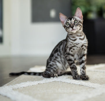 Bengalkatze: Eine faszinierende Rasse mit lebhaften Tupfen und einem exotischen Aussehen. Erfahren Sie mehr über Bengalkatzen und ihre einzigartigen Merkmale auf unserer Webseite, dem Experten für hochwertige Bengalkatzenzucht.