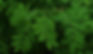 🌿 ሺ ህመም የሚፈራው ቅጠል - ሽፈራው