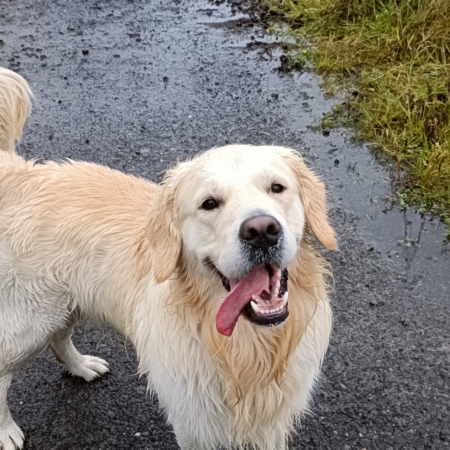121 Training with Callander K9