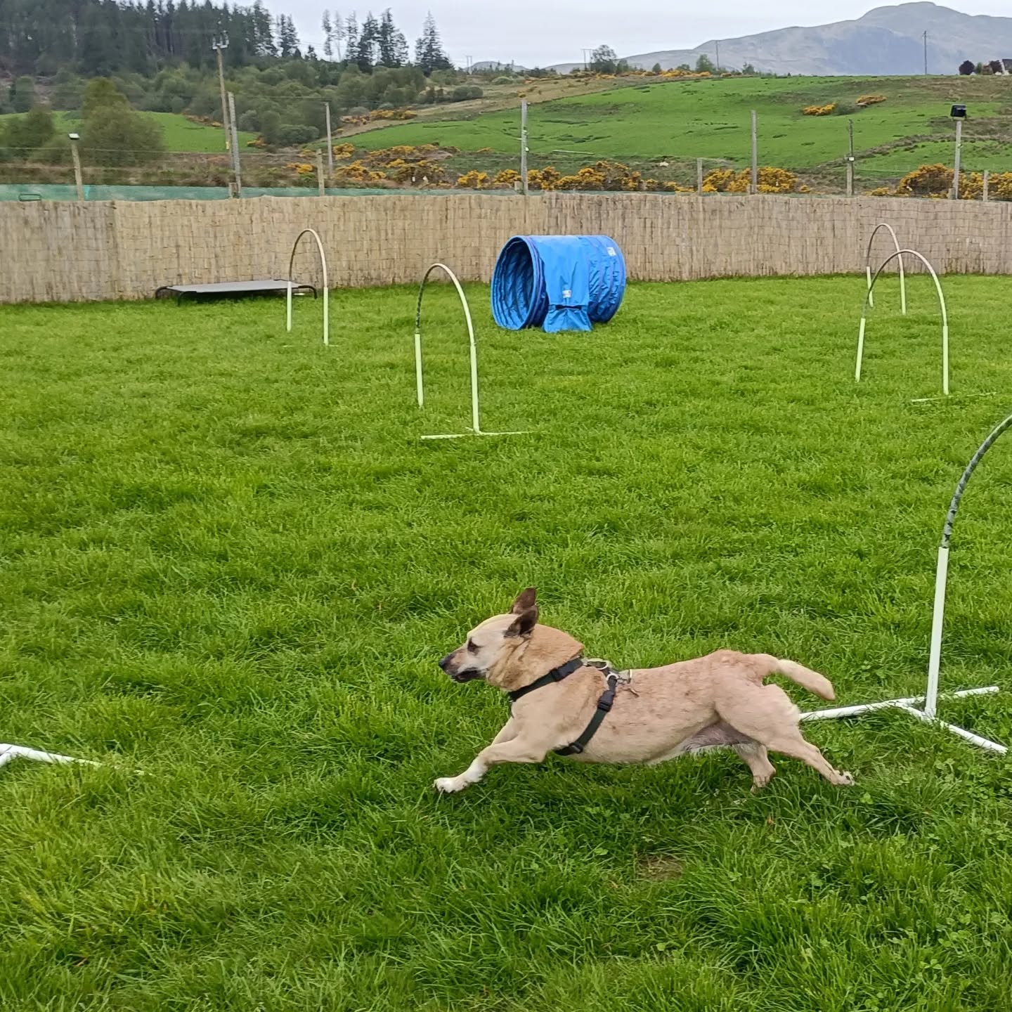 121 Training with Callander K9