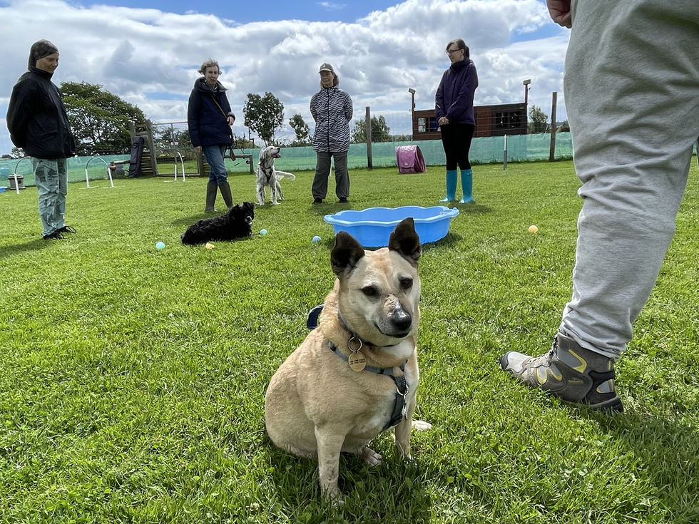 Group Playground dogs relaxing together 