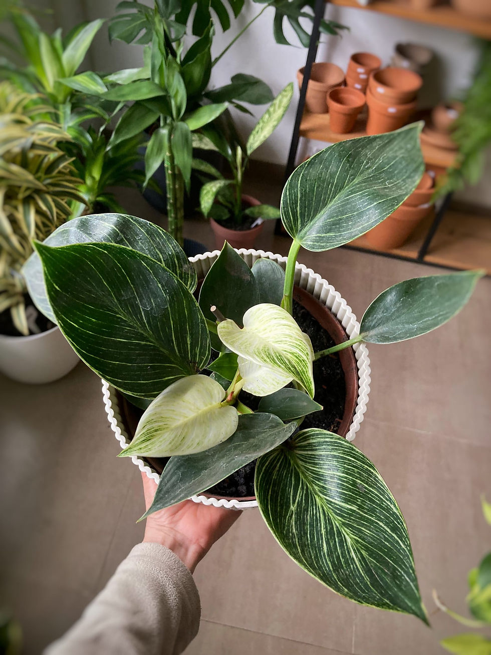 philodendron birkin