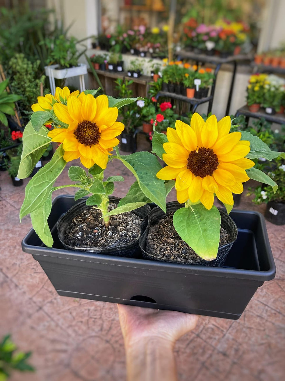 Miniatura: Jardinera con Girasoles