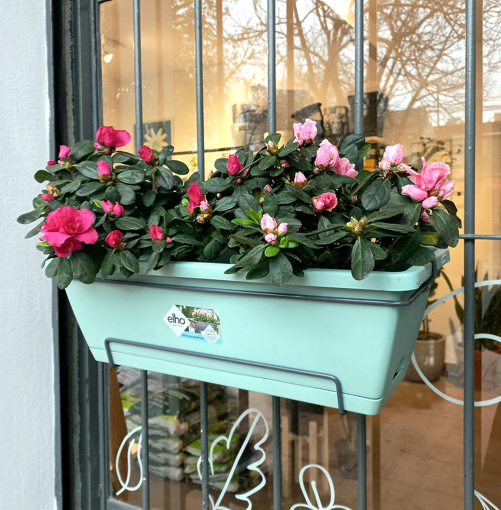 Miniatura: Azalea enana doble floracion