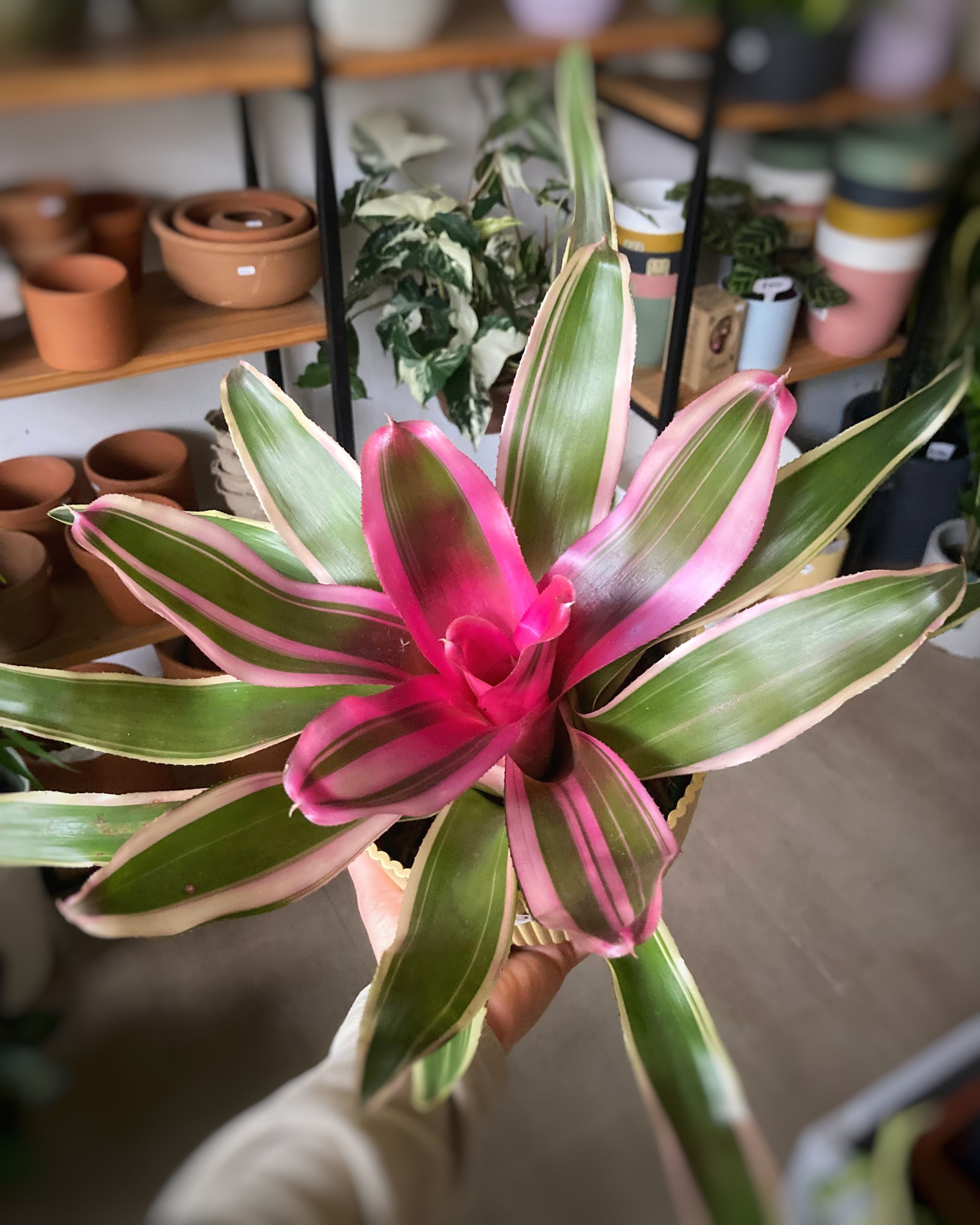 Bromelia Neoregelia