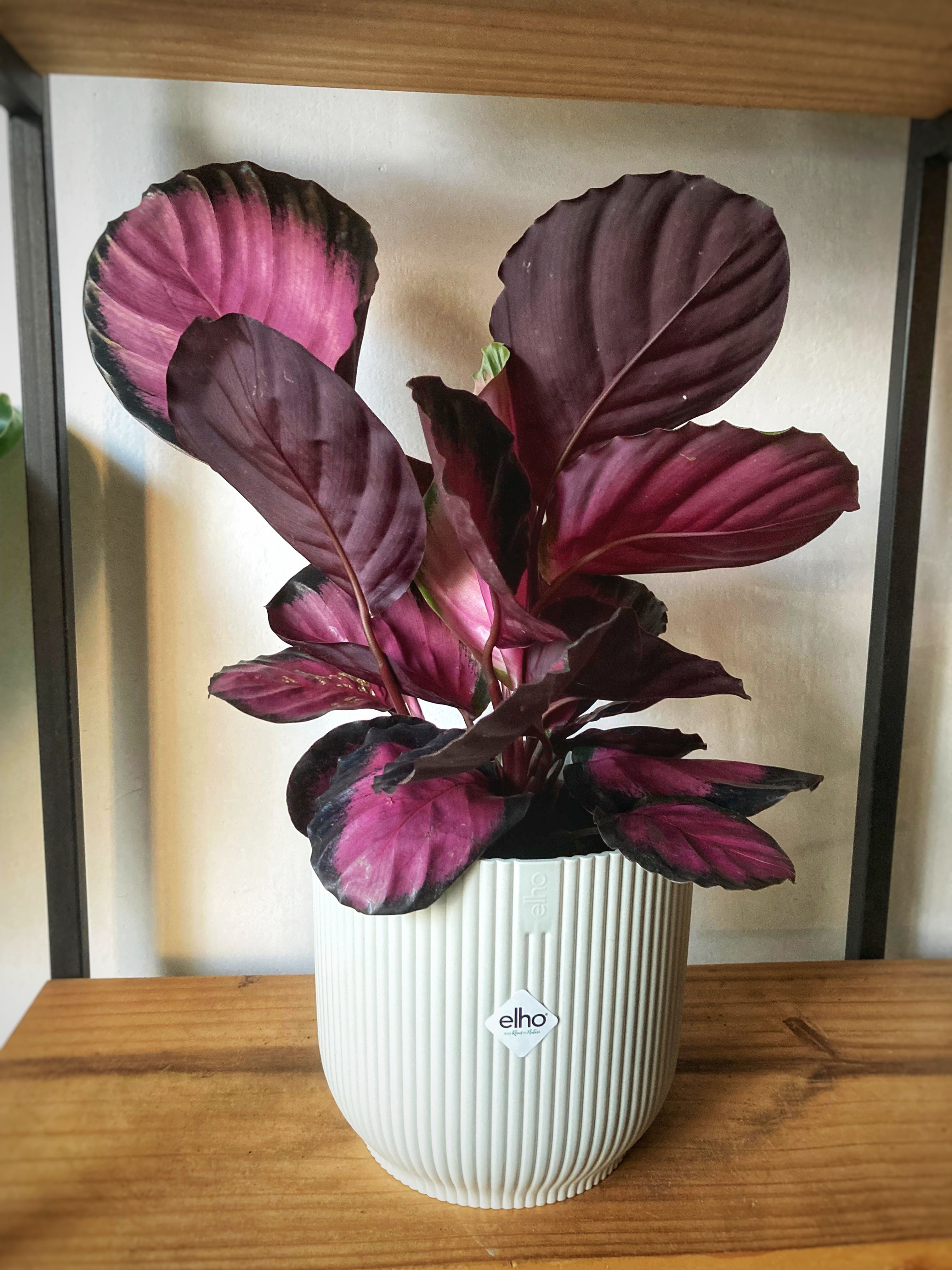 Calathea Crimson Grande